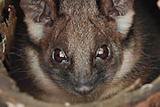 Common Ringtail Possum (Pseudocheirus peregrinus)